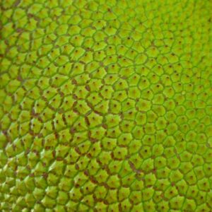 jackfruit jackfruit, green, big, yummy, fruit