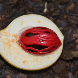 Detailed view of a sliced nutmeg fruit revealing the vibrant red mace-covered seed inside.